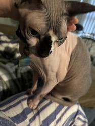 Lost Female Cat last seen Los Angeles, San Diego, CA 92101