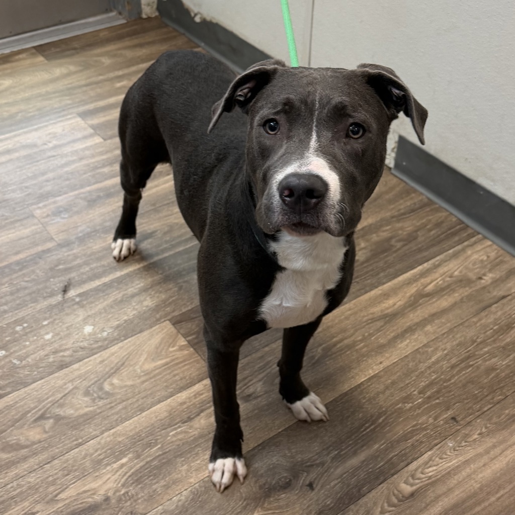 Shelter Stray Female Dog last seen Near S 39th Street, San Diego, CA, 92113, 5500 Gaines St, San Diego, CA 92110, USA