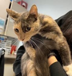 Shelter Stray Female Cat last seen Charles Lewis Way, San Diego, CA, 92102, 5500 Gaines St, San Diego, CA 92110, USA