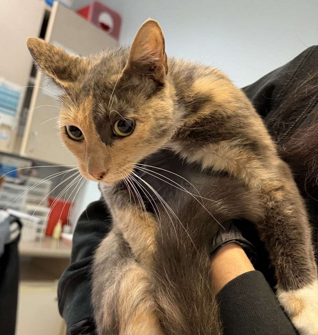 Shelter Stray Female Cat last seen Charles Lewis Way, San Diego, CA, 92102, 5500 Gaines St, San Diego, CA 92110, USA