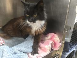 Shelter Stray Female Cat last seen Near Avenida De Benito Juarez, Vista, CA, 92083, Oceanside, CA 92058, USA