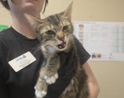 Shelter Stray Female Cat last seen Near Calle Jules, Vista, CA, 92084, Oceanside, CA 92058, USA