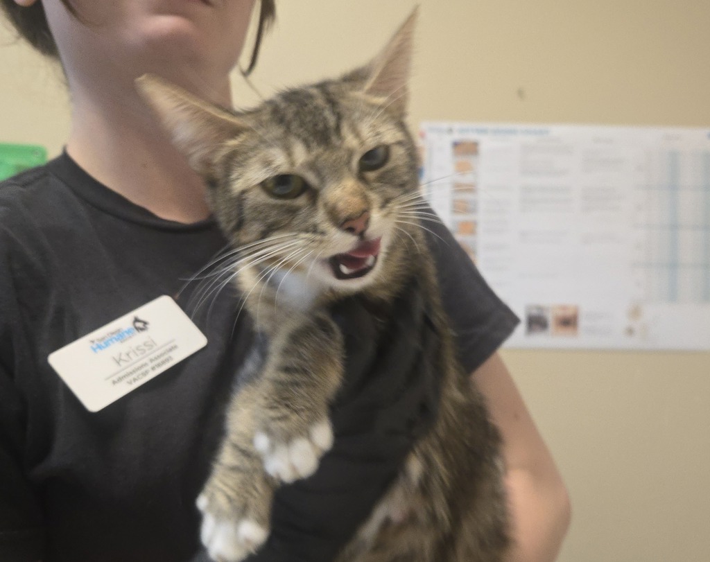 Shelter Stray Female Cat last seen Near Calle Jules, Vista, CA, 92084, Oceanside, CA 92058, USA
