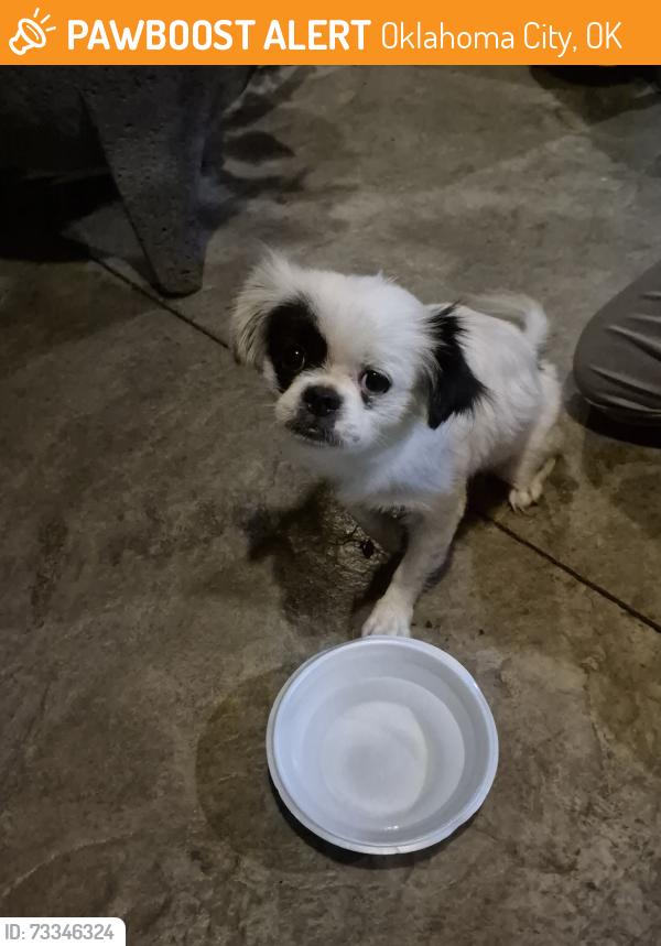 Found/Stray Female Dog last seen 104th & S. Penn, Oklahoma City, OK 73170