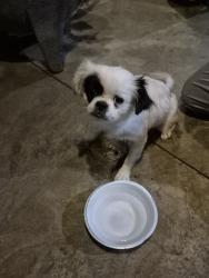 Found/Stray Female Dog last seen 104th & S. Penn, Oklahoma City, OK 73170