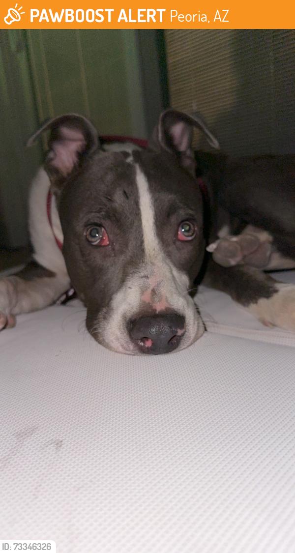 Found/Stray Male Dog last seen Near w glen harbor blvd, Peoria, AZ 85345