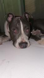 Found/Stray Male Dog last seen Near w glen harbor blvd, Peoria, AZ 85345