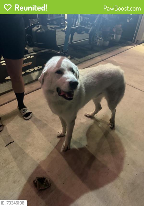 Reunited Male Dog last seen Sacramento St, Lathrop, CA 95330, USA, Lathrop, CA 95330