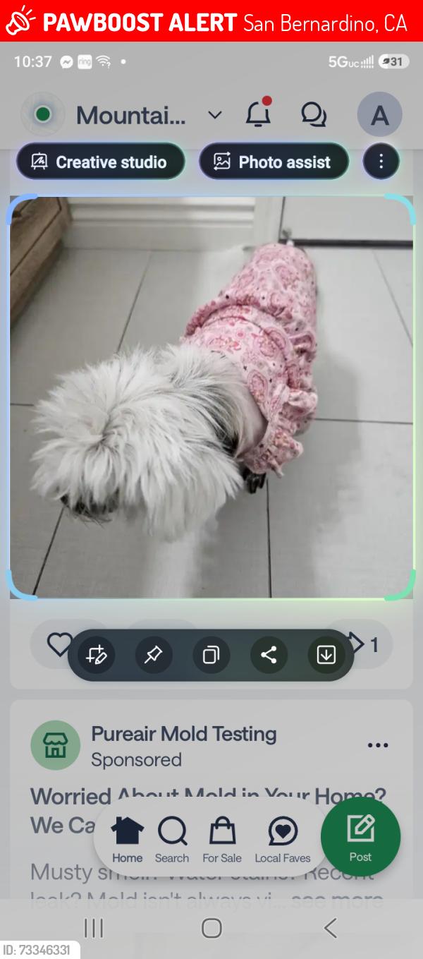 Lost Female Dog last seen Palm and orchid dr, San Bernardino, CA 92346