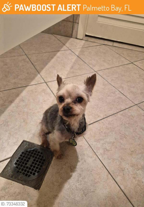 Found/Stray Male Dog last seen Near, Palmetto Bay, FL 33157