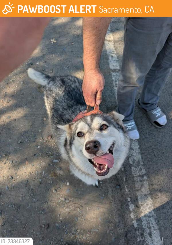 Found/Stray Female Dog last seen 2001-2006 Verano Street, Sacramento CA 95838, Sacramento, CA 95838