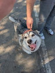 Found/Stray Female Dog last seen 2001-2006 Verano Street, Sacramento CA 95838, Sacramento, CA 95838