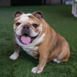 Shelter Stray Female Dog last seen , 361 S Raymond Ave, Pasadena, CA 91105, USA