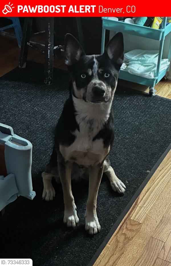 Lost Male Dog last seen Kentucky and Federal, Denver, CO 80219