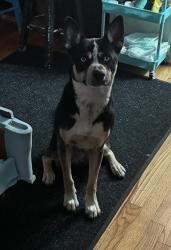 Lost Male Dog last seen Kentucky and Federal, Denver, CO 80219