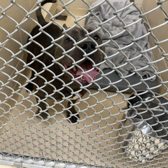 Shelter Stray Female Dog last seen , 5570 Sturmer Park Cir, Winston-Salem, NC 27105, USA