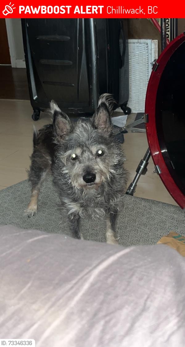 Lost Male Dog last seen second Ave Chilliwack, Chilliwack, BC 