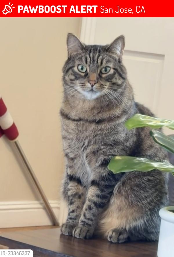 Lost Male Cat last seen Cherrystone Drive and Sunnyvista, San Jose, CA 95128