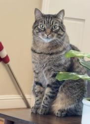 Lost Male Cat last seen Cherrystone Drive and Sunnyvista, San Jose, CA 95128