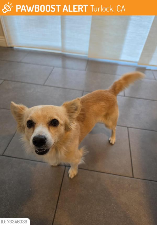 Found/Stray Male Dog last seen Crowell Road and Paseo Belleza, Turlock, CA 95382