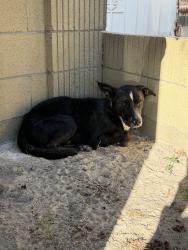 Found/Stray Male Dog last seen Bushard & Bishop, Westminster, CA 92683