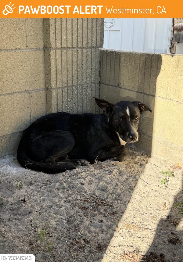 Found/Stray Male Dog last seen Bushard & Bishop, Westminster, CA 92683