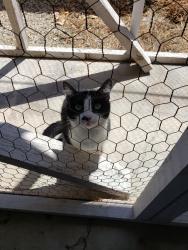 Lost Female Cat last seen Springdale and heil, Huntington Beach, CA 92649