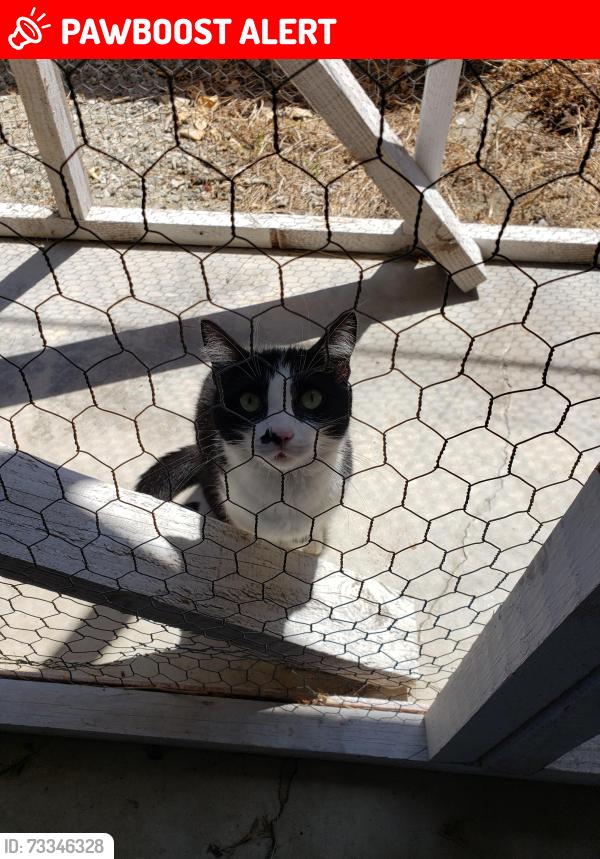 Lost Female Cat last seen Springdale and heil, Huntington Beach, CA 92649