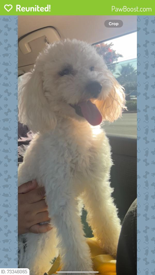 Reunited Male Dog last seen Found him running around in San Carlos Ave & Laguna street. Right next to concord Bart area, Concord, CA 94519
