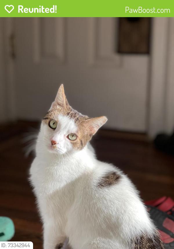 Reunited Female Cat last seen 161st St, 46th ave, Queens, NY 11358