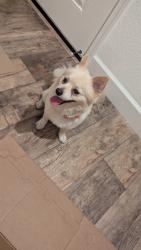 Found/Stray Male Dog last seen Burbank elementary School, Hayward, CA 94541