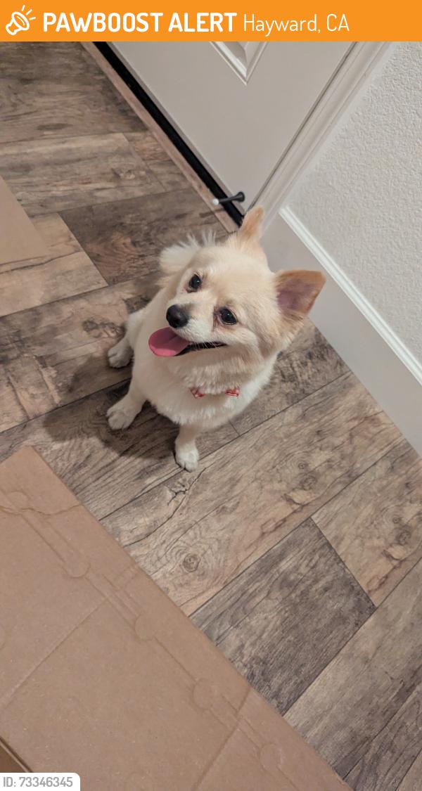 Found/Stray Male Dog last seen Burbank elementary School, Hayward, CA 94541
