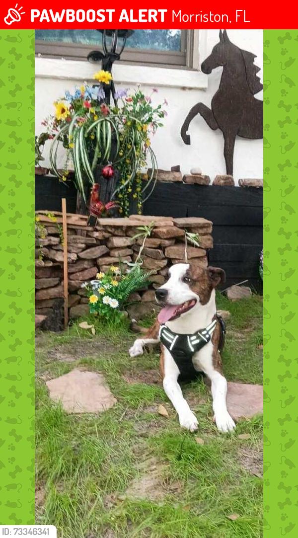 Lost Male Dog last seen Near SE 42ND St. Morriston. Fl. 32668, Morriston, FL 32668