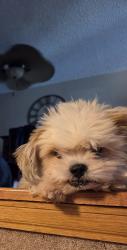 Reunited Male Dog last seen 92nd and eaton, Westminster, CO 80031