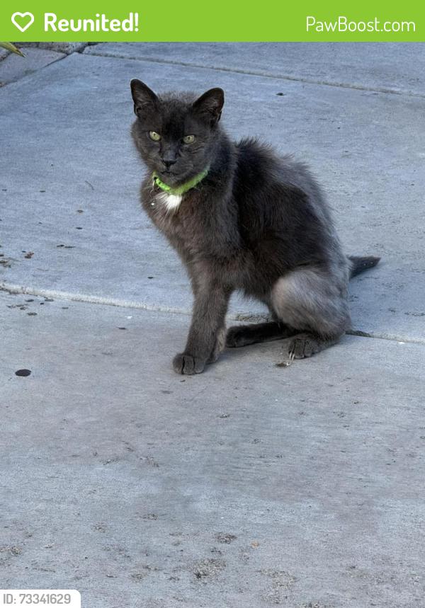 Reunited Unknown Cat last seen Vista San Ruffin, San Diego, CA 92154