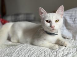 Lost Female Cat last seen Carson street and martin, Carson, CA 90745