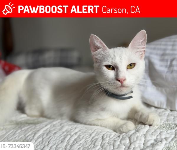 Lost Female Cat last seen Carson street and martin, Carson, CA 90745