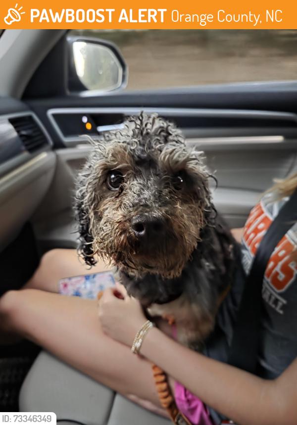 Found/Stray Male Dog last seen Mill creek rd and Gov Scott in Cedar Grove, Cedar Grove, NC 27231