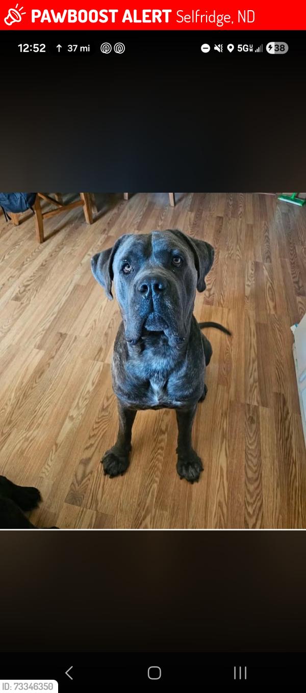 Lost Male Dog last seen Selfridge, ND, Selfridge, ND 58568