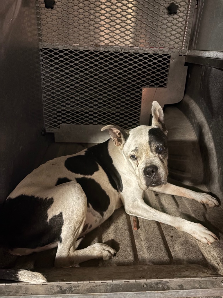 Shelter Stray Female Dog last seen Bexar County, 3353 Morningside Dr, New Braunfels, TX 78132, USA