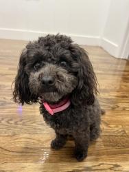 Lost Female Dog last seen Across from Inverness subdivision, Mobile, AL 36693