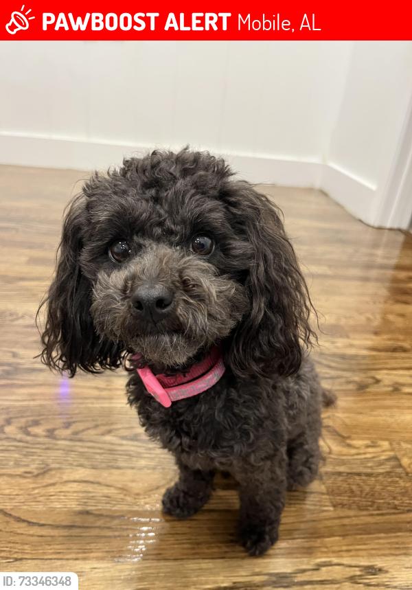 Lost Female Dog last seen Across from Inverness subdivision, Mobile, AL 36693