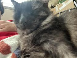 Lost Male Cat last seen Central and Massachusetts, Lemon Grove, CA 91945