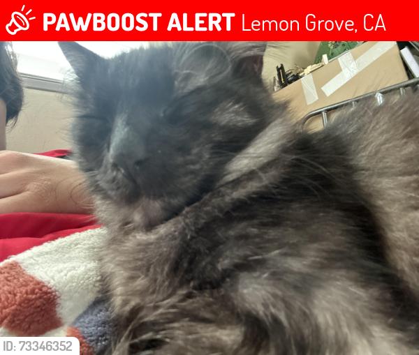 Lost Male Cat last seen Central and Massachusetts, Lemon Grove, CA 91945