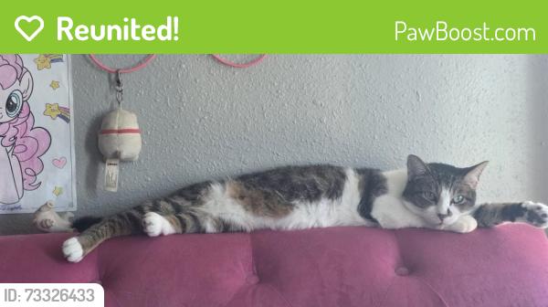 Reunited Female Cat last seen Farm circle, Mustang, OK 73064