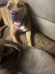 Reunited Male Dog last seen 10th ave, Gary, IN 46403