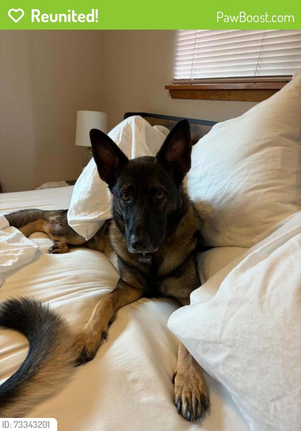 Reunited Male Dog last seen 91st and portland, Tacoma, WA 98445