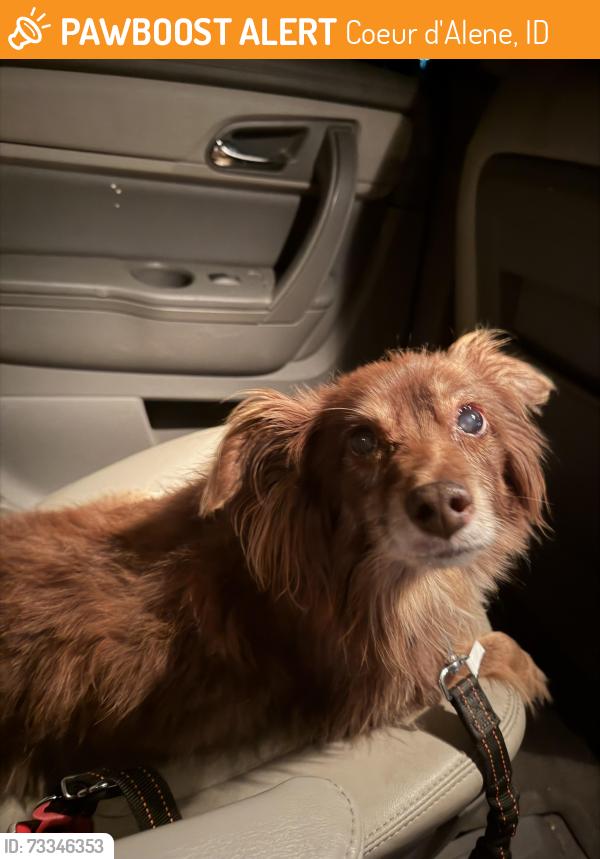 Found/Stray Female Dog last seen 15th, Thomas, 21st Pl, Coeur d'Alene, ID 83815