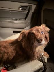 Found/Stray Female Dog last seen 15th, Thomas, 21st Pl, Coeur d'Alene, ID 83815