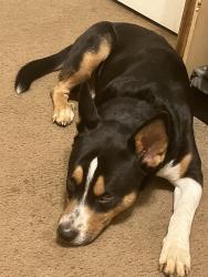 Lost Male Dog last seen Roe junction church, Morristown, TN 37813